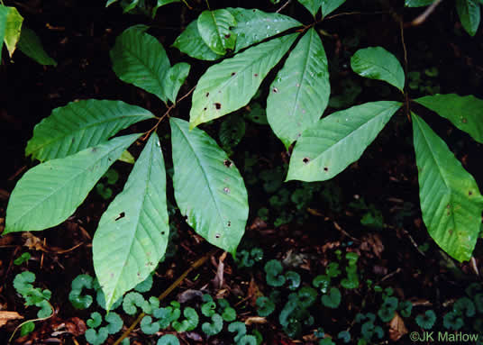 image of Asimina triloba, Common Pawpaw, Indian-banana