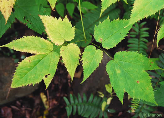 Astilbe biternata, Appalachian False Goatsbeard, Appalachian Astilbe