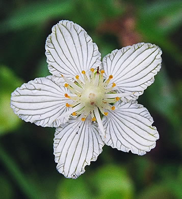 image of Parnassia asarifolia, Kidneyleaf Grass-of-Parnassus, Appalachian Grass-of-Parnassus, Brook Parnassia, Appalachian Parnassia