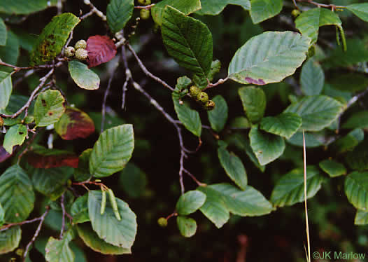 image of Alnus serrulata, Tag Alder, Hazel Alder, Smooth Alder