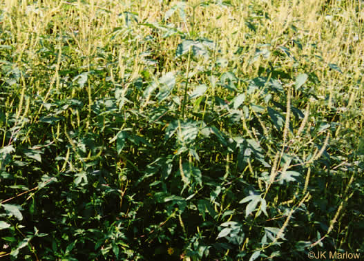 image of Ambrosia trifida var. trifida, Giant Ragweed, Great Ragweed