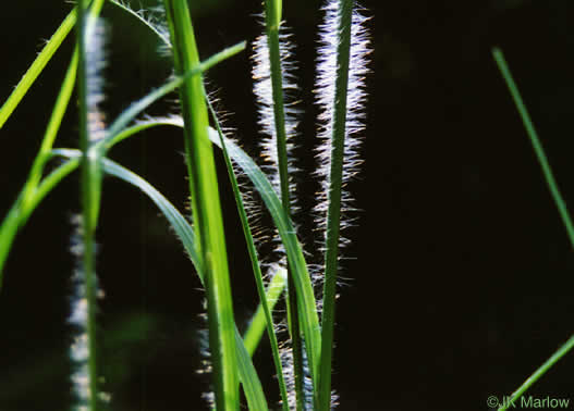 image of Andropogon virginicus var. virginicus, Broomsedge, Broomsedge Bluestem, Old-field Broomstraw, "Sedge Grass"