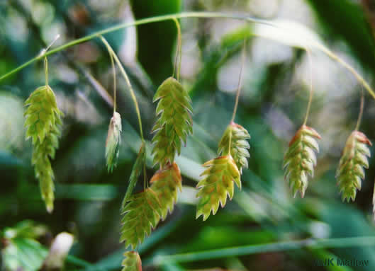 image of Chasmanthium latifolium, River Oats, Northern Sea Oats, Fish-on-a-stringer, Indian Woodoats