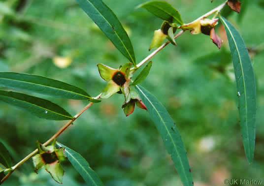 image of Ludwigia alternifolia, Alternate-leaf Seedbox, Bushy Seedbox