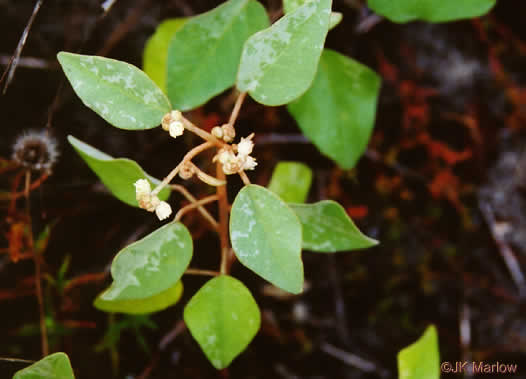 image of Croton punctatus, Silverleaf Croton, Gulf Croton, Beach-tea