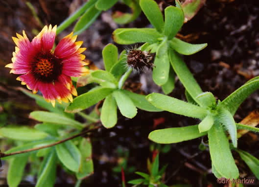 image of Gaillardia pulchella var. drummondii, Beach Blanket-flower, Gaillardia, Firewheel, Indian Blanket Flower