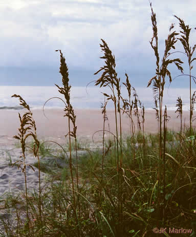 image of Uniola paniculata, Sea Oats