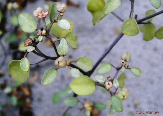image of Croton punctatus, Silverleaf Croton, Gulf Croton, Beach-tea