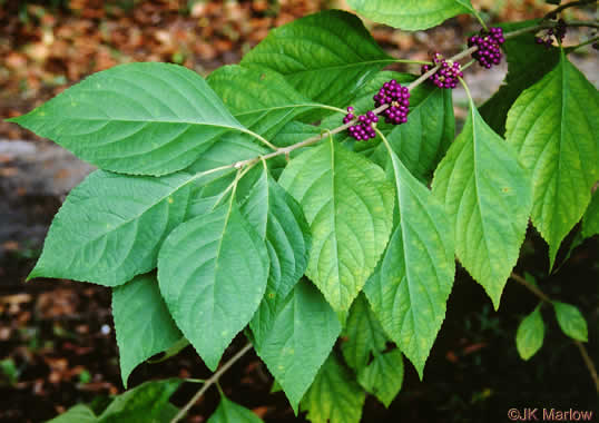 image of Callicarpa americana, American Beautyberry, French-mulberry, Beautybush