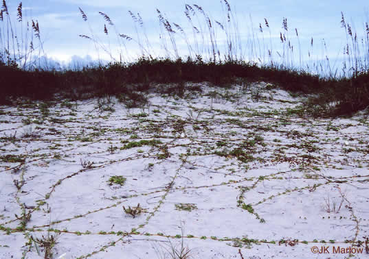 image of Ipomoea imperati, Fiddleleaf Morning Glory, Beach Morning Glory