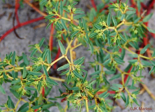 image of Euphorbia polygonifolia, Dune Spurge, Northern Seaside Spurge, Northern Sandmat