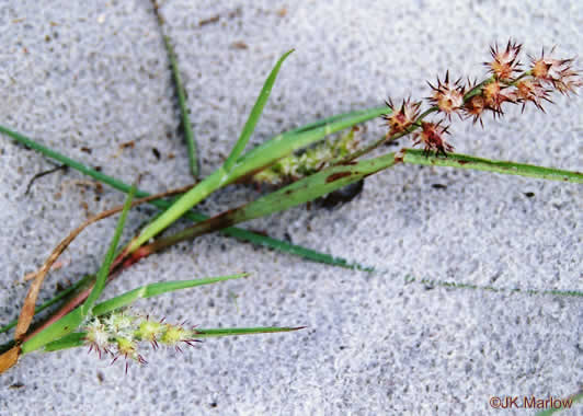 image of Cenchrus tribuloides, Dune Sandbur, Dune Sandspur