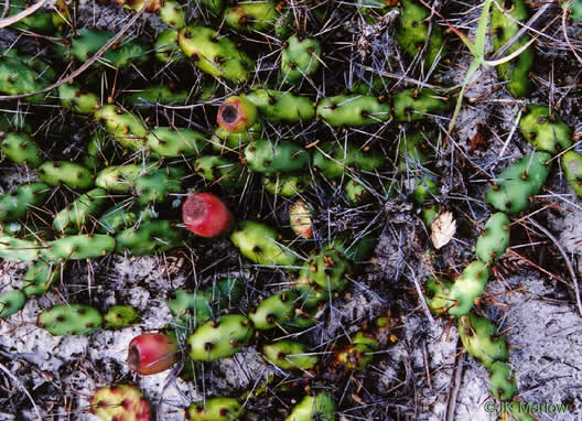 image of Opuntia drummondii, Dune Prickly-pear, Dune Devil-joint, Devils-joint Cactus, Little Prickly-pear