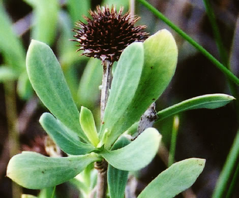 image of Borrichia frutescens, Silver Seaside Oxeye