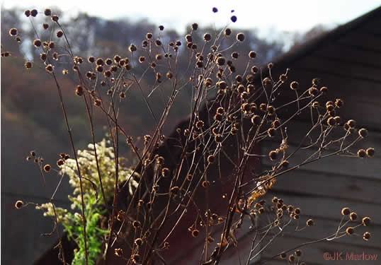 image of Verbesina alternifolia, Common Wingstem