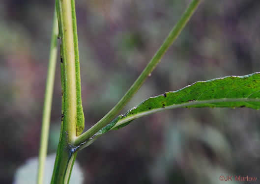 image of Verbesina alternifolia, Common Wingstem