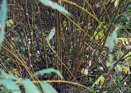 image of Salix sericea, Silky Willow, Shrub Willow, Satin Willow