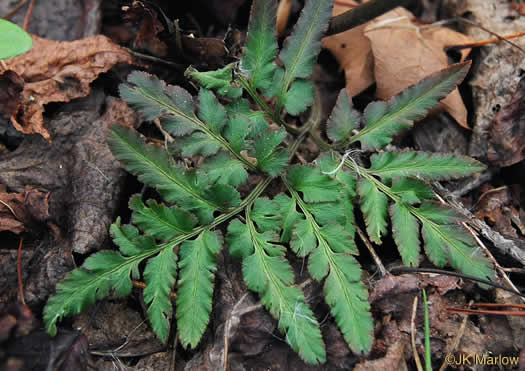 image of Sceptridium biternatum, Southern Grapefern