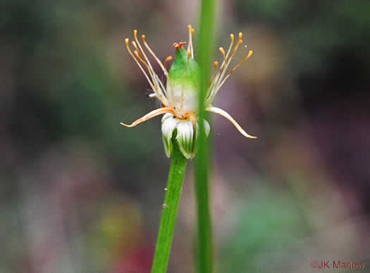 image of Parnassia grandifolia, Bigleaf Grass-of-Parnassus, Limeseep Parnassia