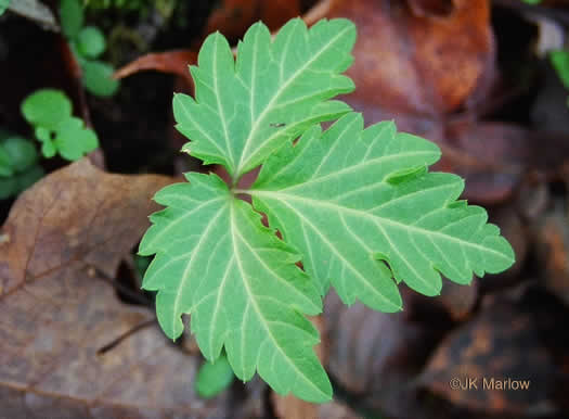 image of Cardamine diphylla, Broadleaf Toothwort, Crinkleroot, Pepperroot, Two-leaved Toothwort