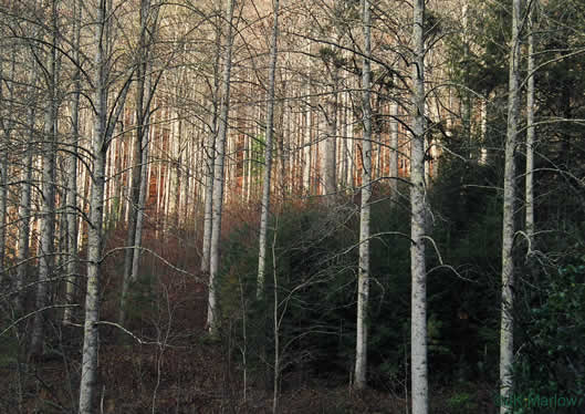 image of Liriodendron tulipifera var. tulipifera, Tuliptree, Yellow Poplar, Whitewood