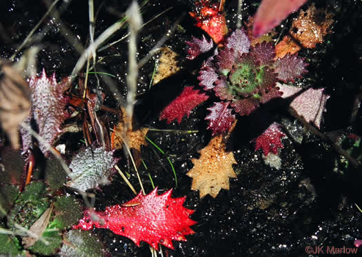 image of Micranthes petiolaris var. petiolaris, Michaux's Saxifrage, Cliff Saxifrage