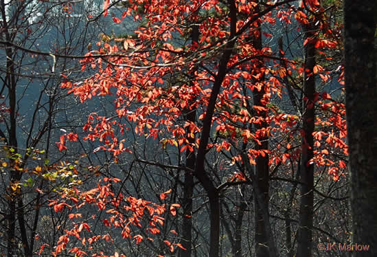 image of Oxydendrum arboreum, Sourwood, Sorrel-tree