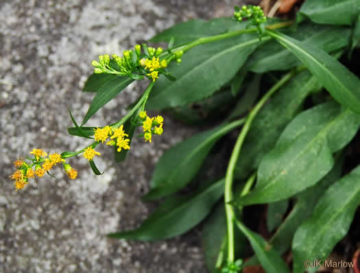 image of Solidago simulans, Granite Dome Goldenrod, Cliffside Goldenrod