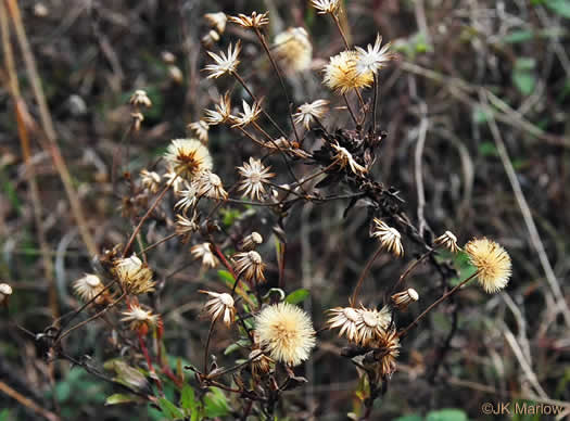 image of Chrysopsis mariana, Maryland Goldenaster