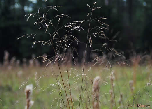 image of Tridens flavus, Purpletop, Purpletop Tridens, Greasy Grass, Tall Redtop