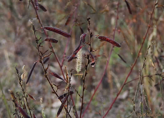 image of Chamaecrista fasciculata var. fasciculata, Common Partridge-pea, Showy Partridge Pea