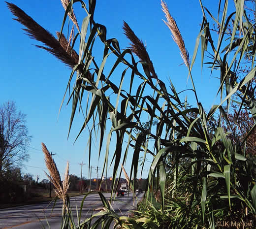 image of Arundo donax, Giant Reed