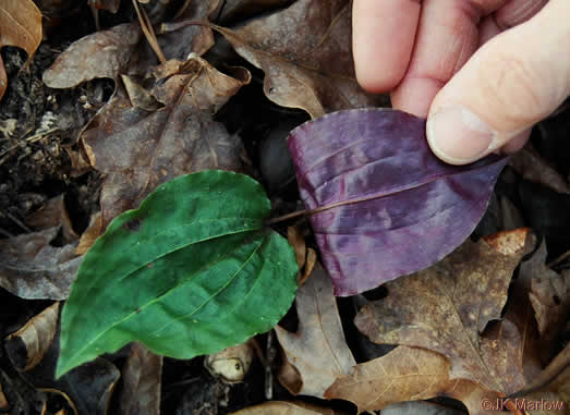 image of Tipularia discolor, Cranefly Orchid