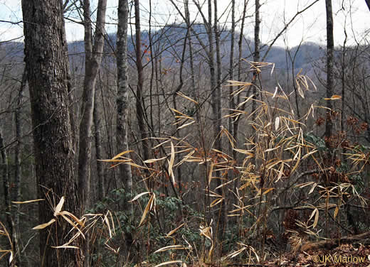 image of Arundinaria appalachiana, Hill Cane