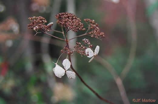 image of Hydrangea radiata, Snowy Hydrangea, Silverleaf Hydrangea