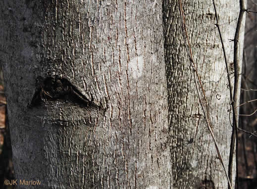 image of Liriodendron tulipifera var. tulipifera, Tuliptree, Yellow Poplar, Whitewood