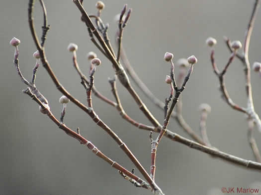 image of Benthamidia florida, Flowering Dogwood