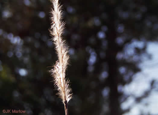 image of Erianthus alopecuroides, Silver Plumegrass