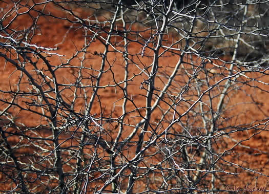 image of Crataegus munda, Dwarf Hawthorn, Restful Hawthorn, Neat Hawthorn