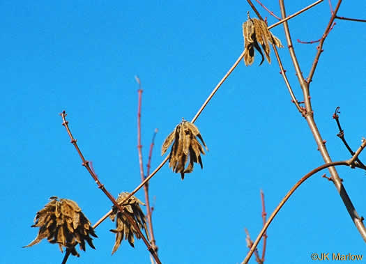 image of Pueraria montana var. lobata, Kudzu, Foot-a-Day