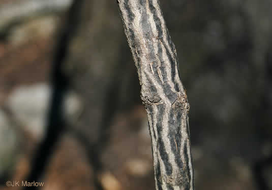 image of Halesia tetraptera var. tetraptera, Common Silverbell