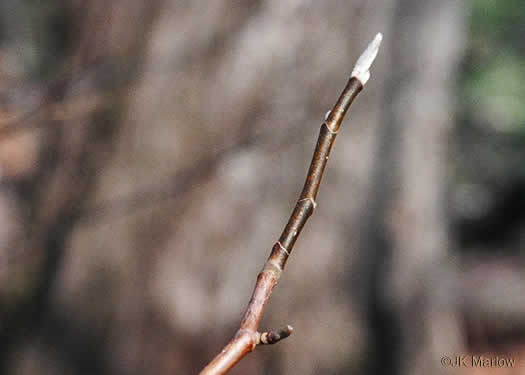 image of Magnolia acuminata var. acuminata, Cucumber Magnolia, Cucumber-tree