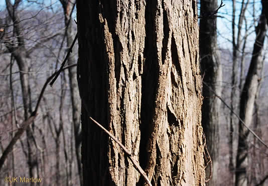 image of Robinia pseudoacacia, Black Locust