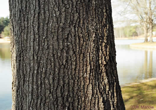 image of Quercus phellos, Willow Oak