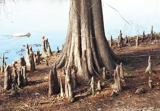 image of Taxodium distichum, Bald Cypress