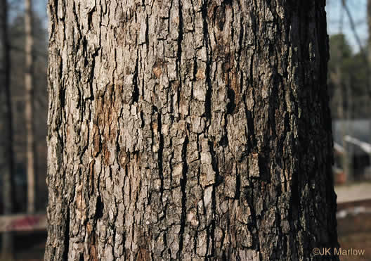 image of Quercus alba, White Oak