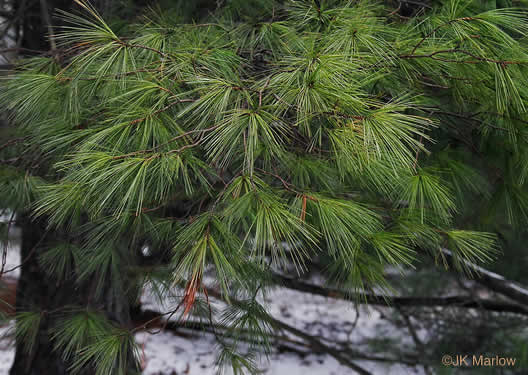 image of Pinus strobus, Eastern White Pine