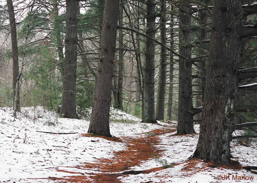 image of Pinus strobus, Eastern White Pine