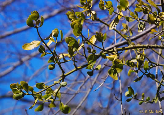 image of Phoradendron leucarpum ssp. leucarpum, American Mistletoe, Christmas Mistletoe
