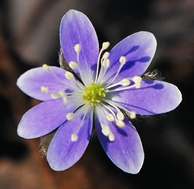 image of Hepatica americana, Round-lobed Hepatica, Round-lobed Liverleaf